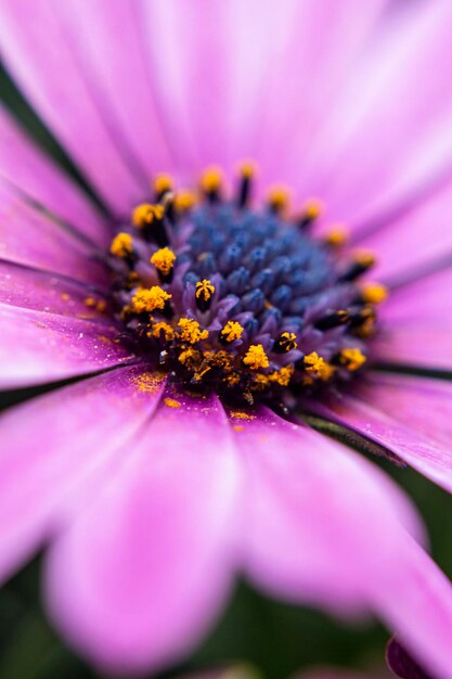 Foto nahaufnahme einer lila blume