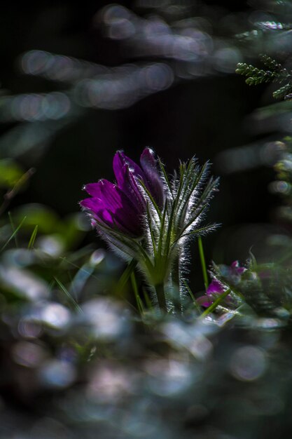 Foto nahaufnahme einer lila blume