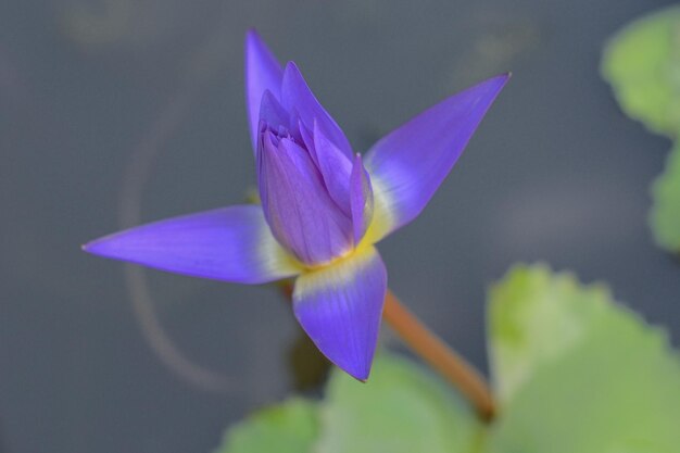 Foto nahaufnahme einer lila blume