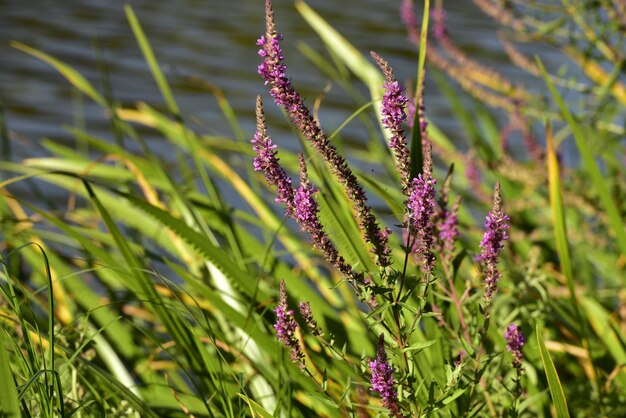 Foto nahaufnahme einer lila blume