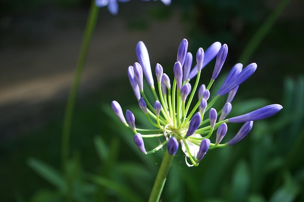Foto nahaufnahme einer lila blume