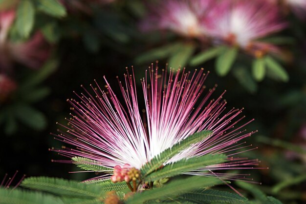 Foto nahaufnahme einer lila blume