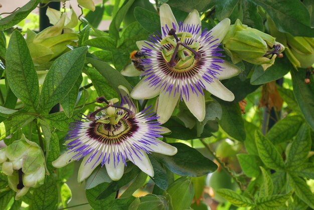 Foto nahaufnahme einer lila blume