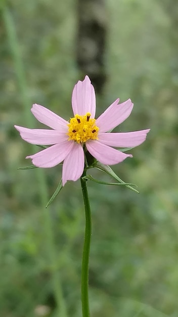 Foto nahaufnahme einer lila blume