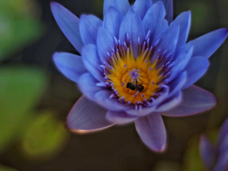 Foto nahaufnahme einer lila blume