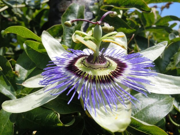 Foto nahaufnahme einer lila blume