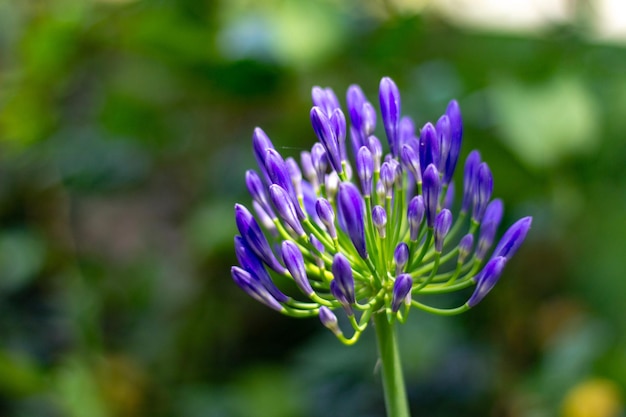 Foto nahaufnahme einer lila blume