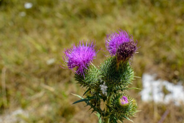 Foto nahaufnahme einer lila distelblume auf dem feld