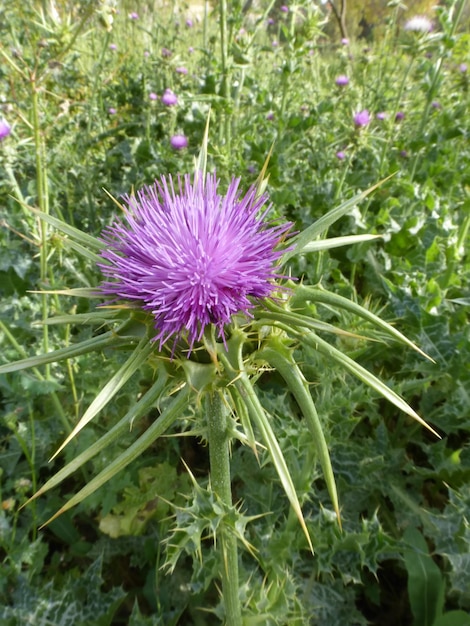 Nahaufnahme einer lila Distelblume auf dem Feld