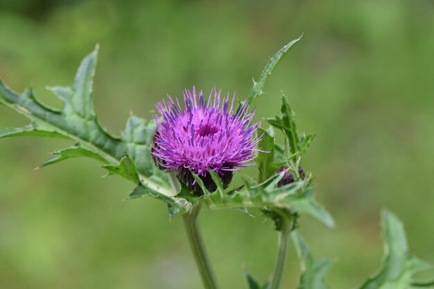 Foto nahaufnahme einer lila-distelblume