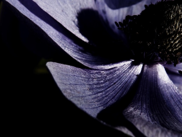 Foto nahaufnahme einer lila kegelblume in der nacht