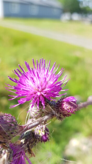 Foto nahaufnahme einer lila-rosa blüte