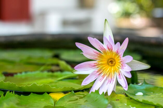 Nahaufnahme einer lila Wasserlilie im See