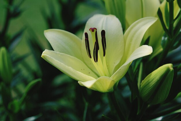 Foto nahaufnahme einer lilienblüte im freien