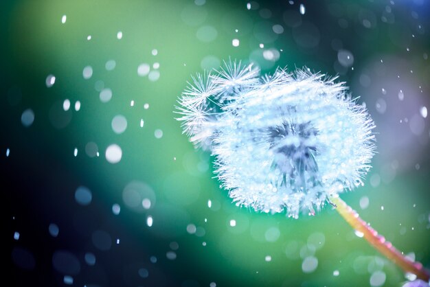 Nahaufnahme einer Löwenzahnblume mit Wassertropfen