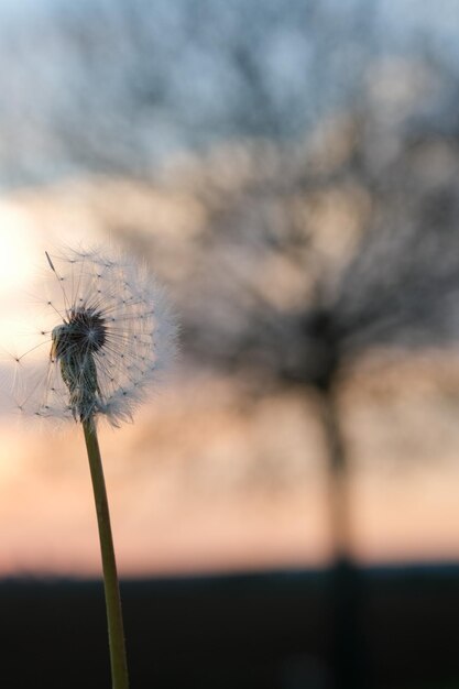 Nahaufnahme einer Löwenzahnpflanze bei Sonnenuntergang