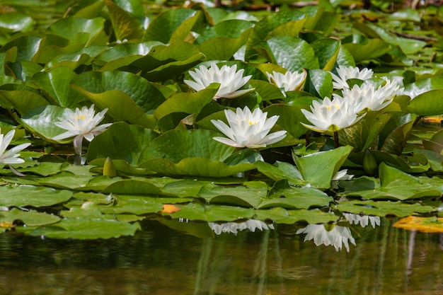 Foto nahaufnahme einer lotus-wasserlilie im see