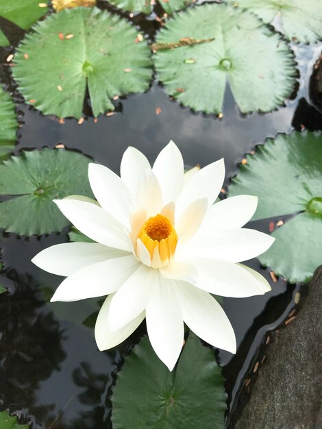 Nahaufnahme einer Lotus-Wasserlilie im See