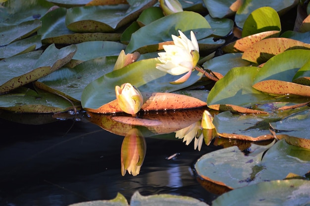 Foto nahaufnahme einer lotus-wasserlilie im see