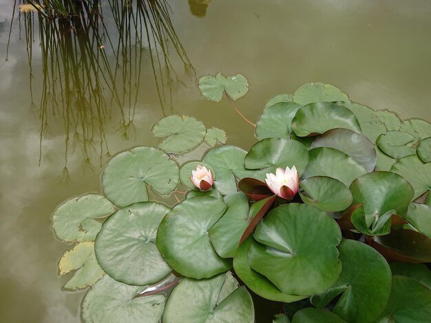 Foto nahaufnahme einer lotus-wasserlilie im see