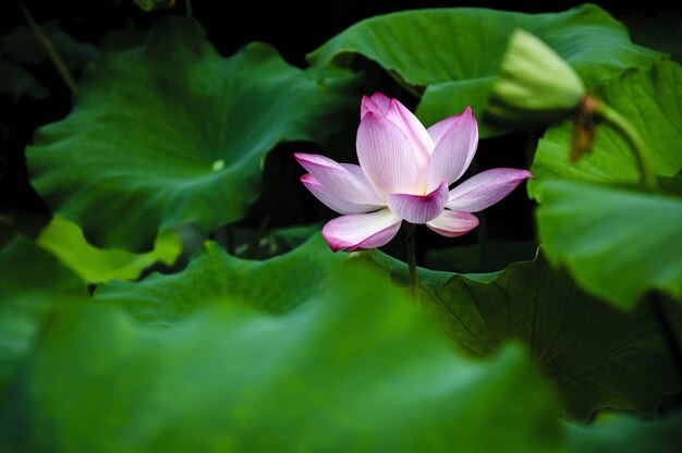 Foto nahaufnahme einer lotus-wasserlilie im see