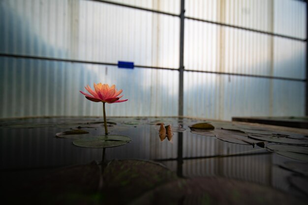 Foto nahaufnahme einer lotus-wasserlilie im see