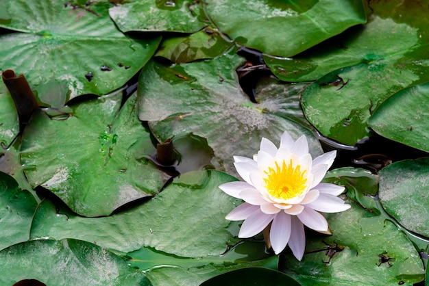 Nahaufnahme einer Lotus-Wasserlilie im See