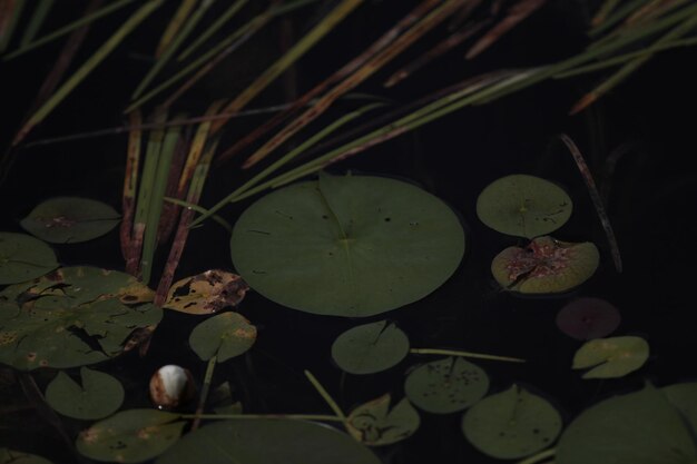 Foto nahaufnahme einer lotus-wasserlilie im see