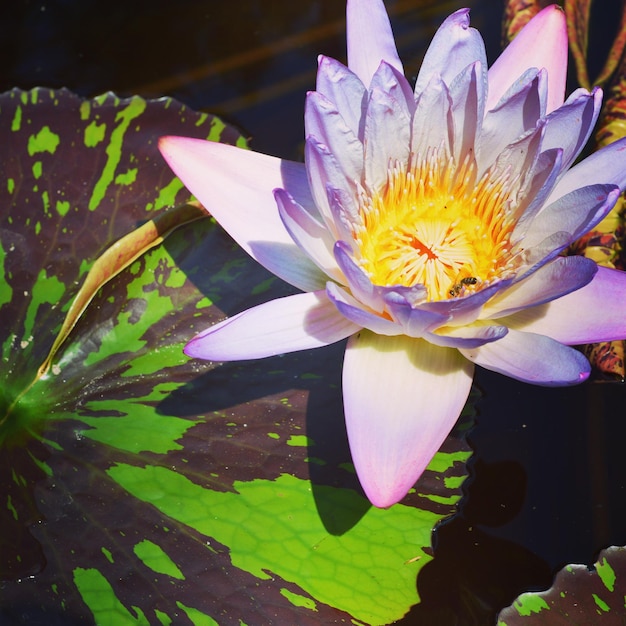 Foto nahaufnahme einer lotus-wasserlilie im teich