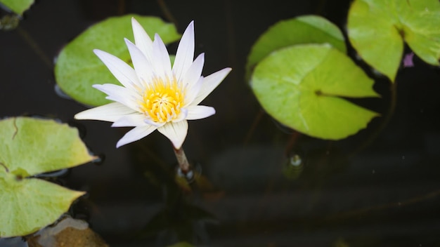 Foto nahaufnahme einer lotus-wasserlilie im teich