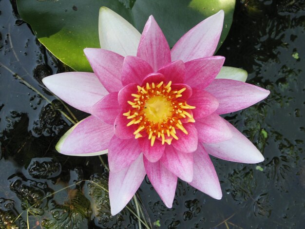 Nahaufnahme einer Lotus-Wasserlilie im Teich