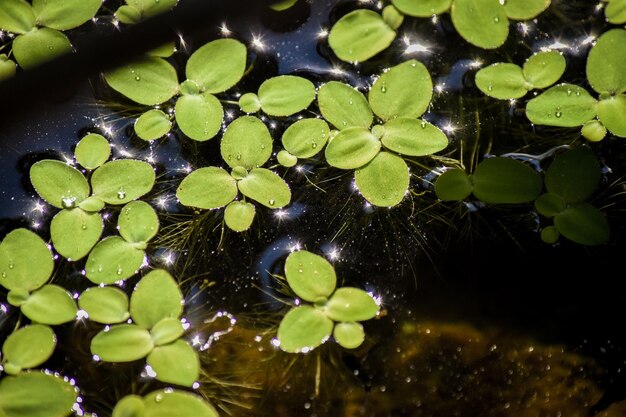 Foto nahaufnahme einer lotus-wasserlilie im teich