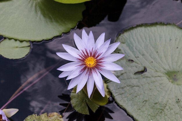 Foto nahaufnahme einer lotus-wasserlilie im teich