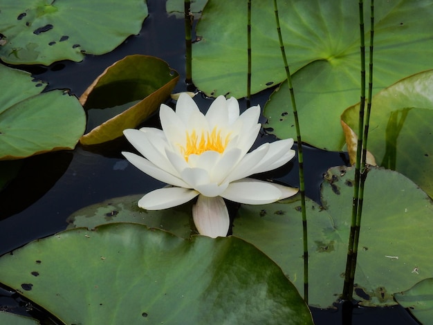 Nahaufnahme einer Lotusblume im Teich