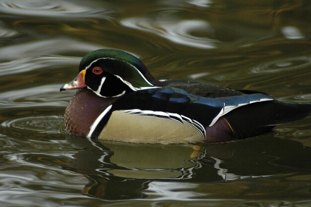 Nahaufnahme einer Mandarinente, die im See schwimmt