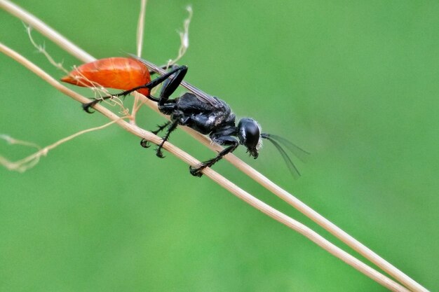 Foto nahaufnahme einer marienkäfer auf einem blatt