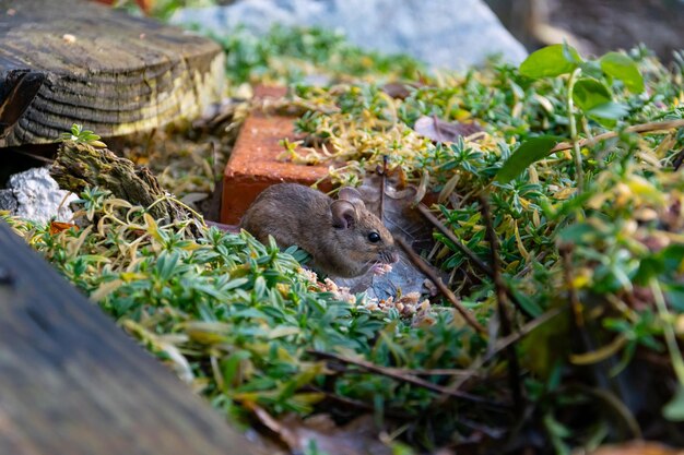 Foto nahaufnahme einer maus