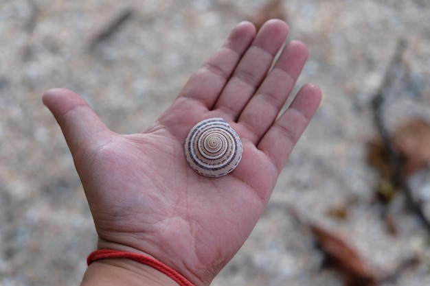 Foto nahaufnahme einer menschlichen hand, die eine muschel hält