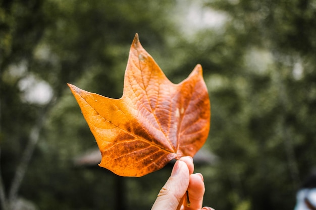 Nahaufnahme einer menschlichen Hand, die im Herbst ein Ahornblatt hält