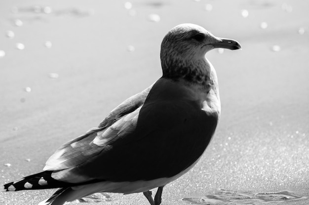Nahaufnahme einer Möwe am Sandstrand