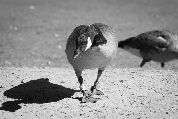 Nahaufnahme einer Möwe auf dem Sand