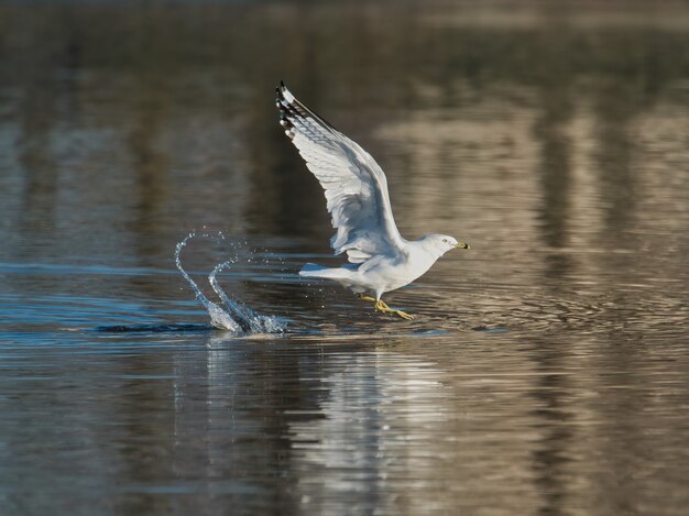 Nahaufnahme einer Möwe auf dem See