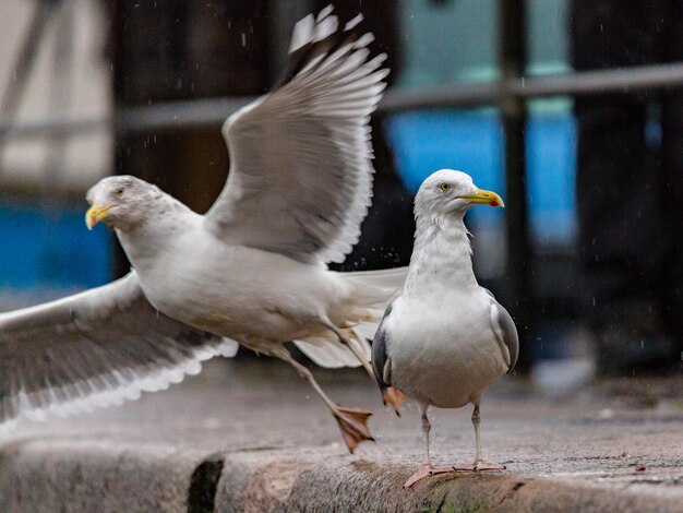 Foto nahaufnahme einer möwe auf einem fußweg