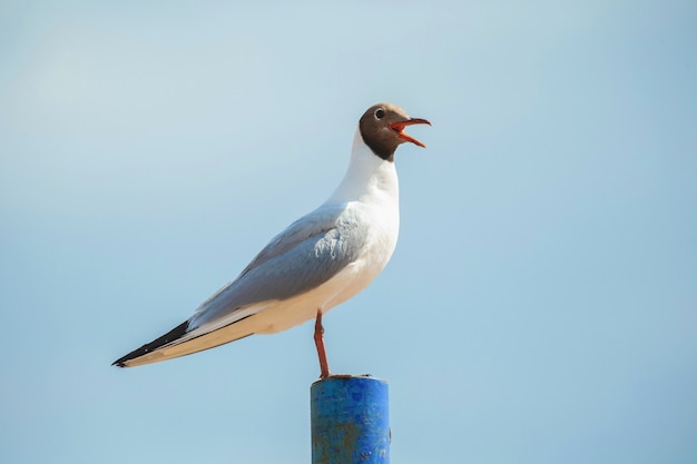 Nahaufnahme einer Möwe auf einer Stange vor blauem Himmel