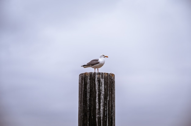 Nahaufnahme einer Möwe auf Holz