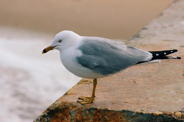 Foto nahaufnahme einer möwe, die am ufer sitzt