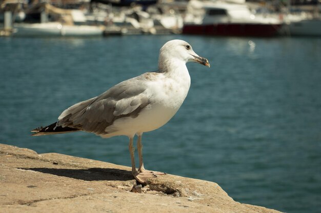 Foto nahaufnahme einer möwe, die am ufer sitzt