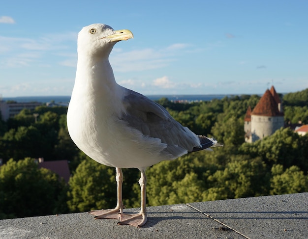 Nahaufnahme einer Möwe, die an der Wand gegen den Himmel sitzt
