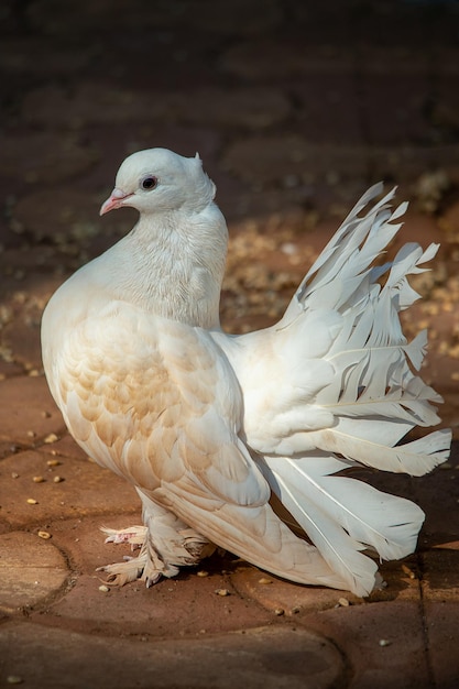 Foto nahaufnahme einer möwe, die an land sitzt