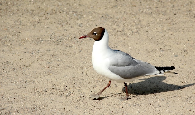 Foto nahaufnahme einer möwe, die auf dem land sitzt